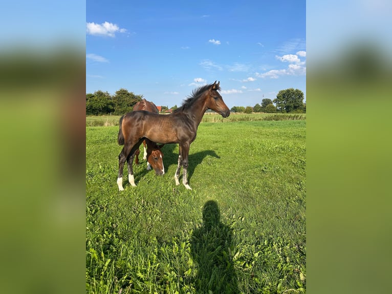 Hanoverian Stallion Foal (04/2025) Brown in Lauenhagen