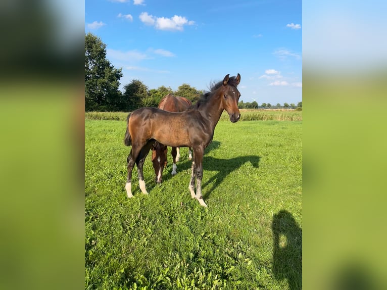 Hanoverian Stallion Foal (04/2025) Brown in Lauenhagen