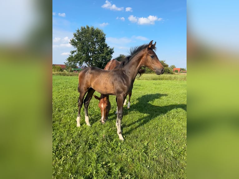 Hanoverian Stallion Foal (04/2025) Brown in Lauenhagen