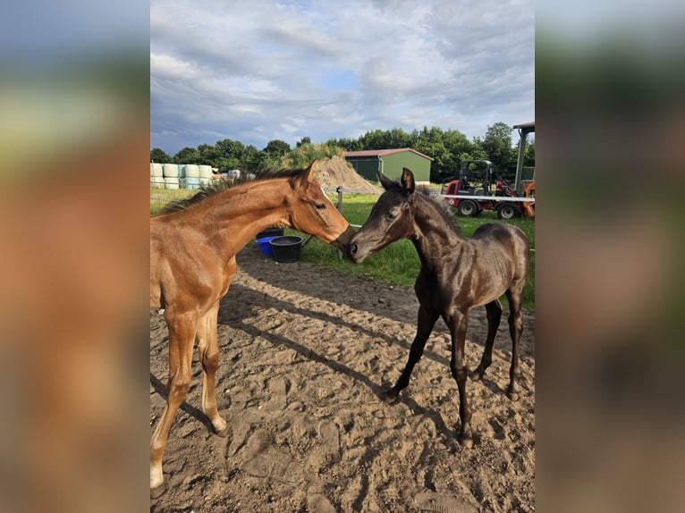 Hanoverian Stallion  Brown in Spelle