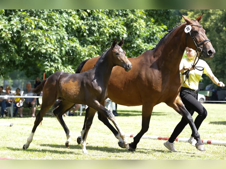 Hanoverian Stallion Foal (04/2024) Brown in Lüchow