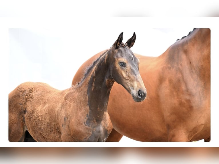 Hanoverian Stallion Foal (03/2024) Brown in Moormerland