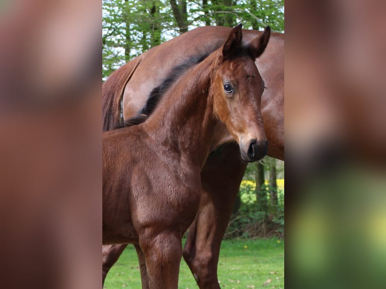 Hanoverian Stallion Foal (03/2024) Brown in Niederlangen