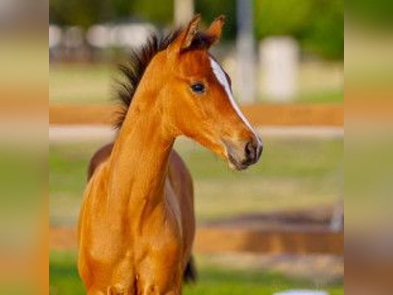 Hanoverian Stallion Foal (06/2025) Brown in Oyten