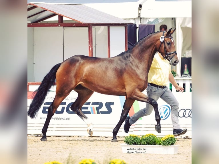 Hanoverian Stallion Foal (06/2025) Brown in Oyten