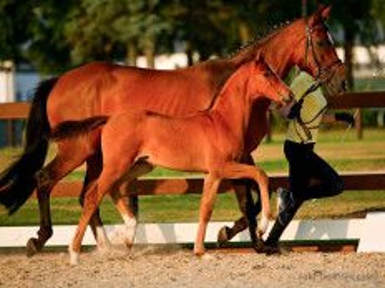 Hanoverian Stallion Foal (06/2025) Brown in Oyten