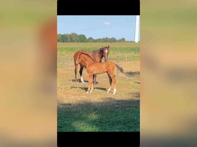 Hanoverian Stallion Foal (06/2025) Brown in Oyten
