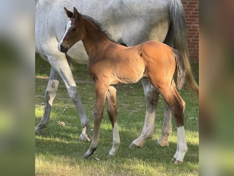 Hanoverian Stallion Foal (05/2025) Brown in Petershagen
