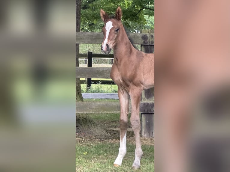 Hanoverian Stallion Foal (05/2025) Brown in Petershagen