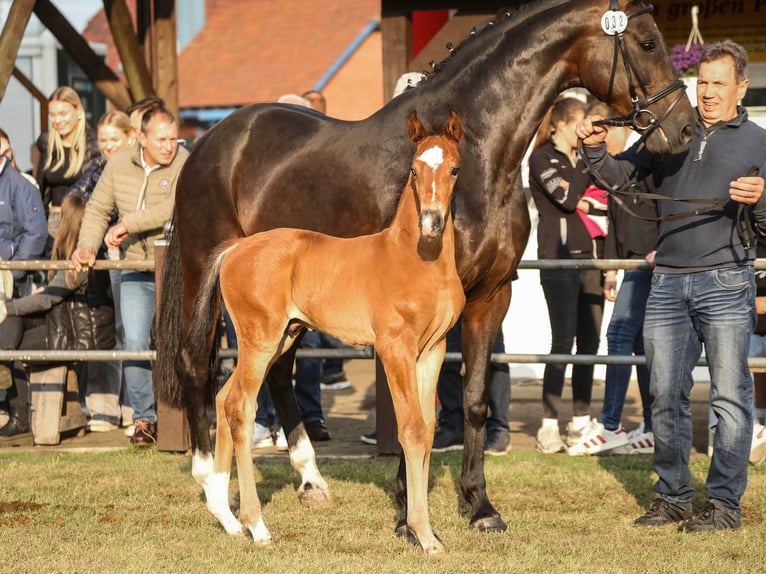 Hanoverian Stallion  Brown in Rehden