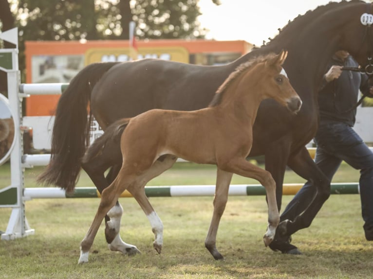 Hanoverian Stallion  Brown in Rehden
