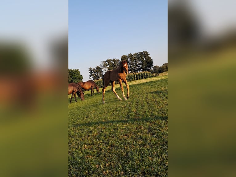 Hanoverian Stallion Foal (05/2025) Brown in Rehden