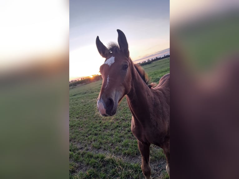 Hanoverian Stallion Foal (05/2025) Brown in Rehden