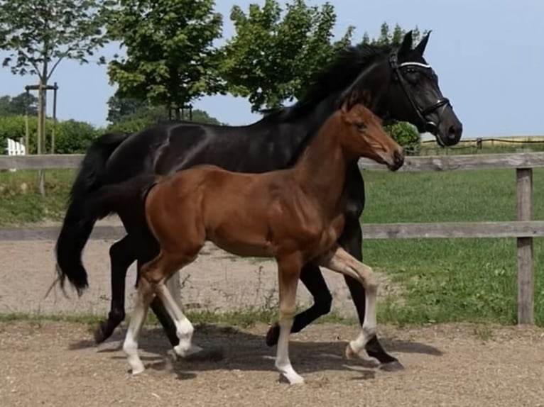 Hanoverian Stallion  Brown in Bad Essen