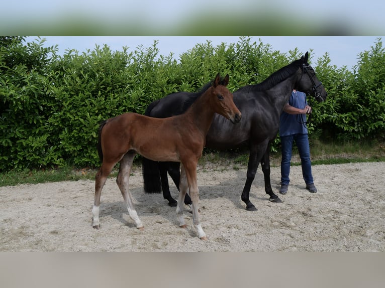 Hanoverian Stallion  Brown in Bad Essen
