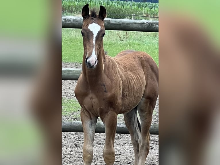 Hanoverian Stallion Foal (01/2024) Brown in Wagenfeld