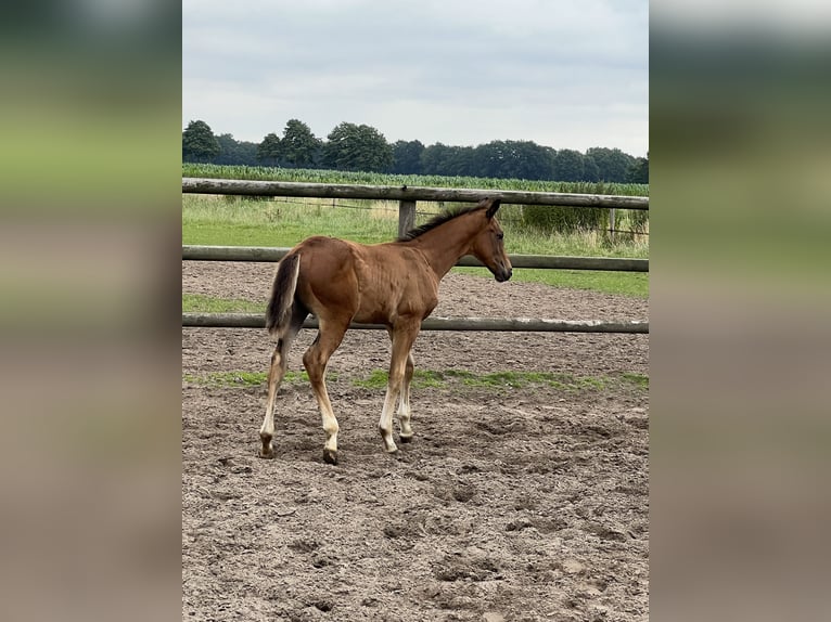 Hanoverian Stallion Foal (01/2024) Brown in Wagenfeld