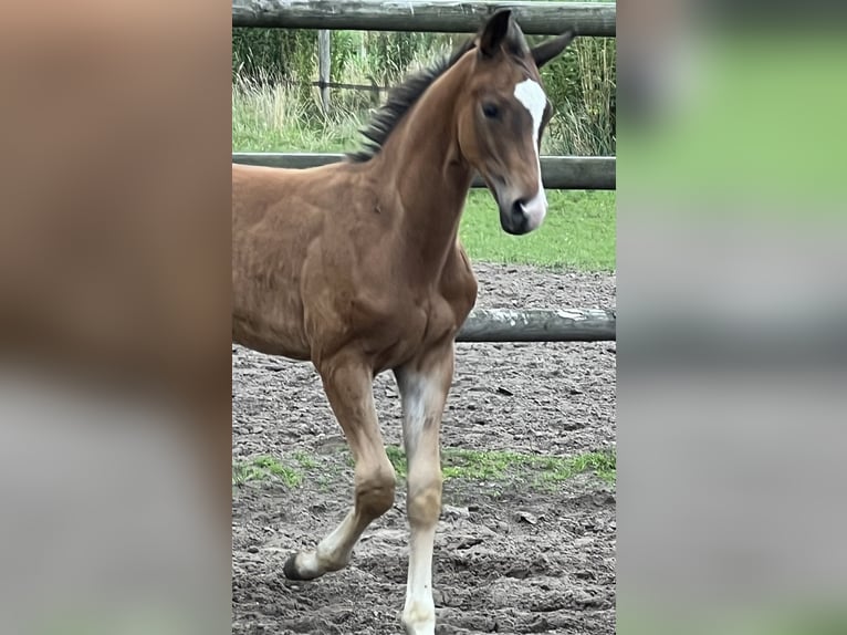 Hanoverian Stallion Foal (01/2024) Brown in Wagenfeld