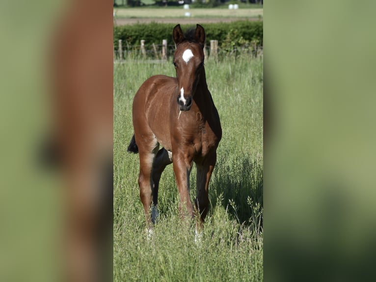 Hanoverian Stallion  Brown in Velpke