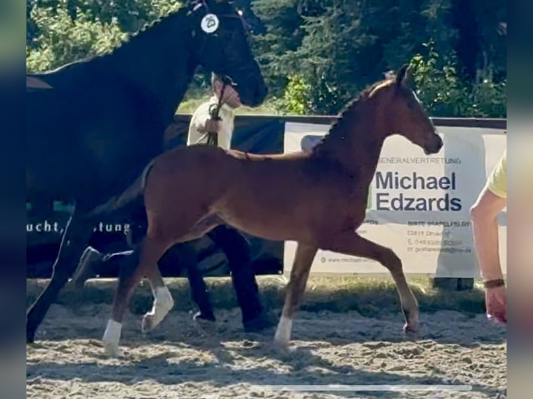 Hanoverian Stallion  Brown in Velpke