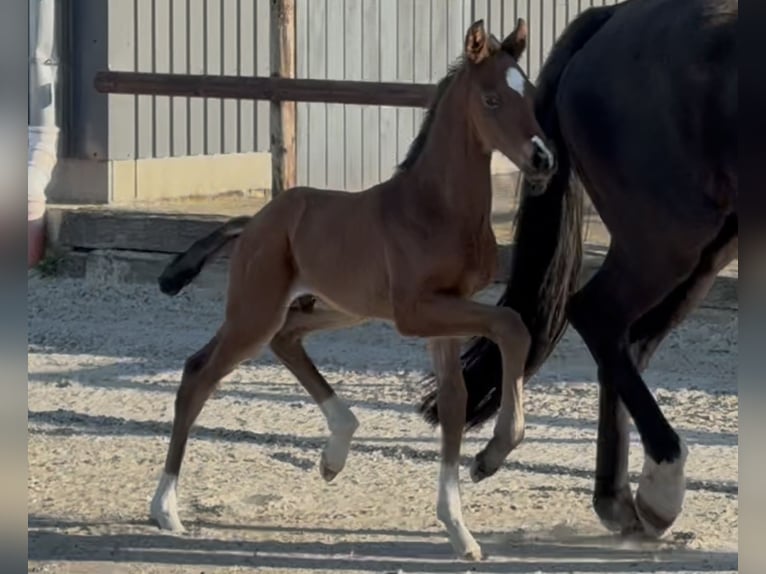 Hanoverian Stallion  Brown in Velpke