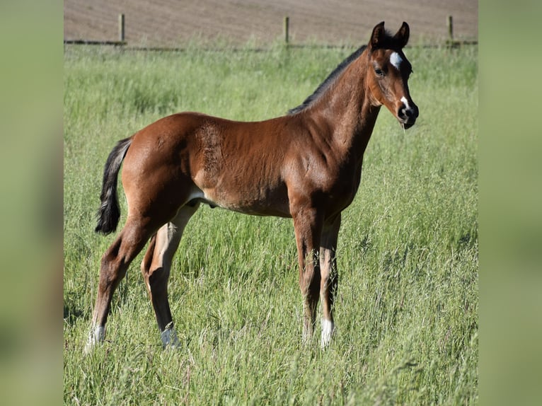 Hanoverian Stallion  Brown in Velpke