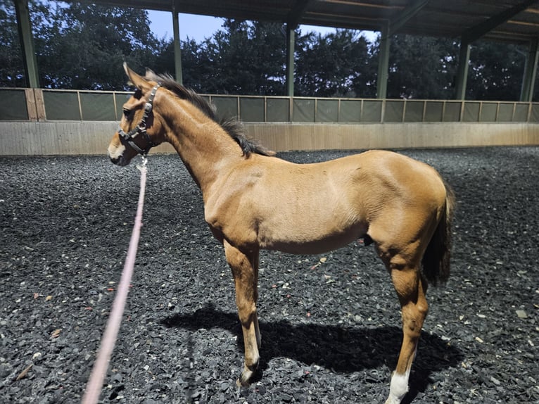 Hanoverian Stallion Foal (05/2025) Brown in Spelle