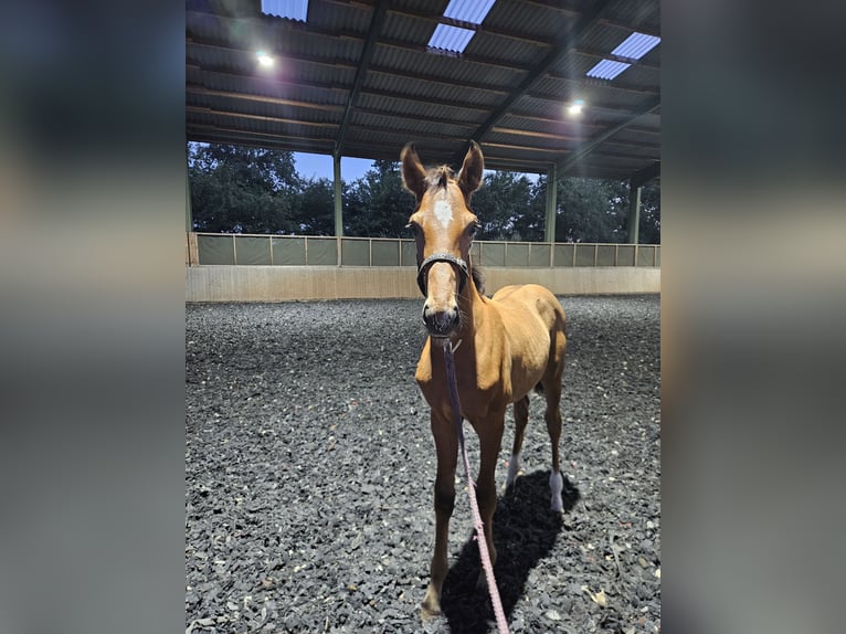 Hanoverian Stallion Foal (05/2025) Brown in Spelle