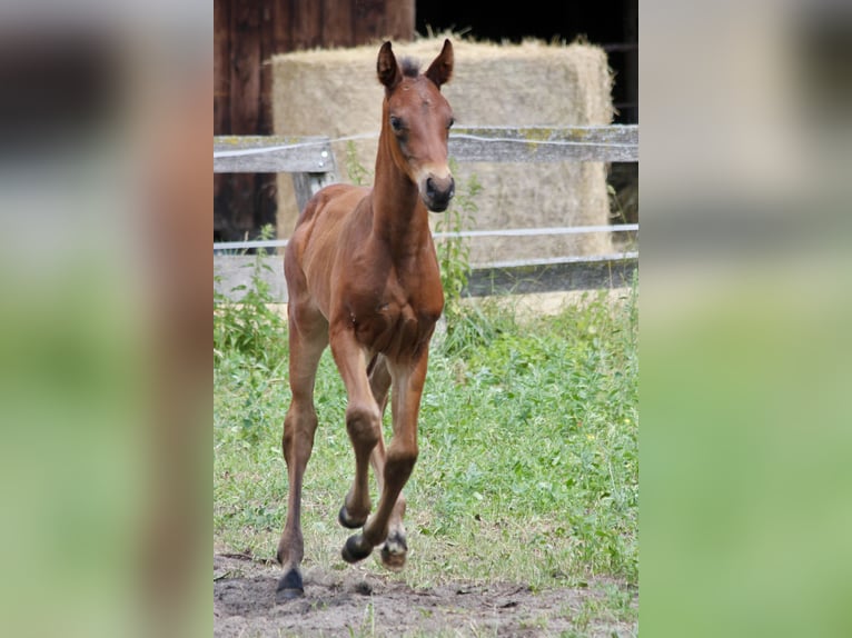 Hanoverian Stallion  Brown in Steimbke Steimbke