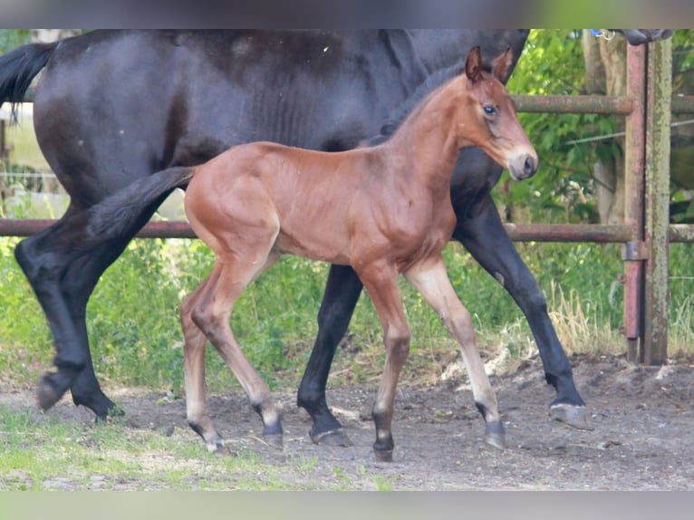 Hanoverian Stallion  Brown in Steimbke Steimbke