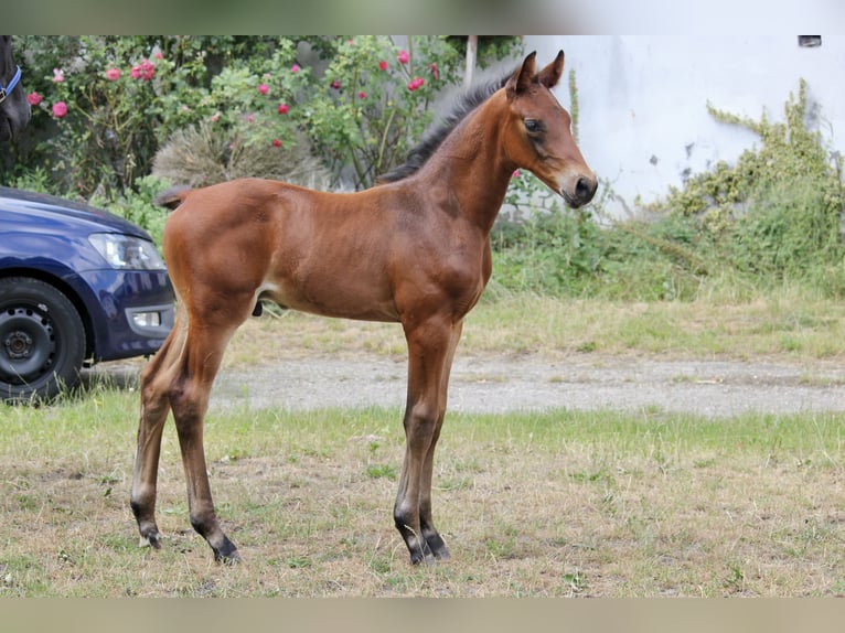 Hanoverian Stallion  Brown in Steimbke Steimbke