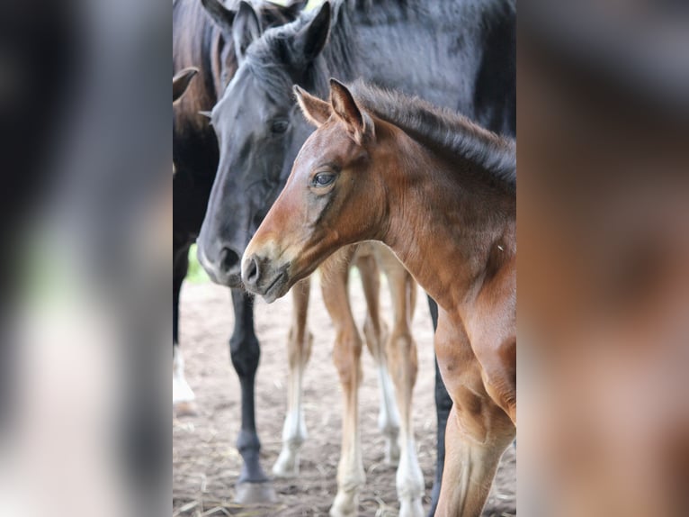Hanoverian Stallion  Brown in Steimbke Steimbke