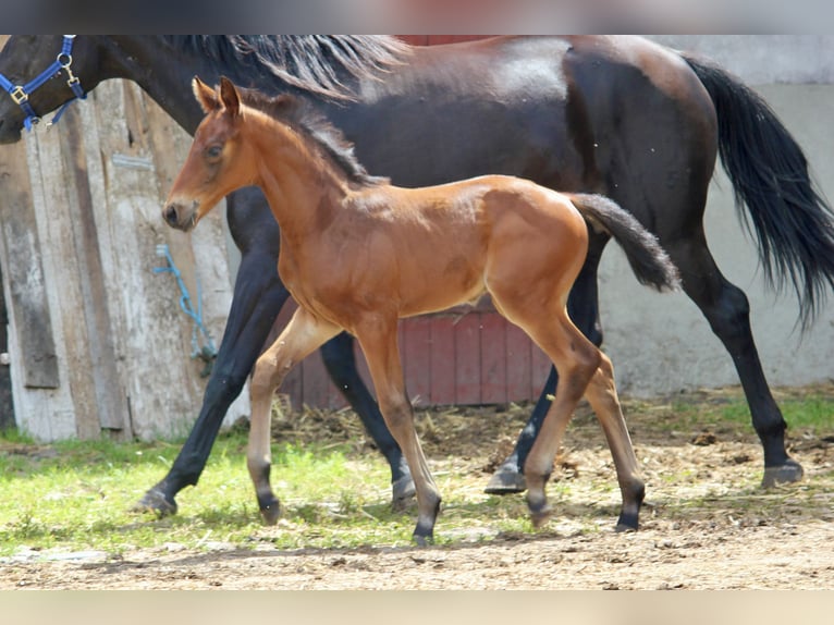 Hanoverian Stallion  Brown in Steimbke Steimbke