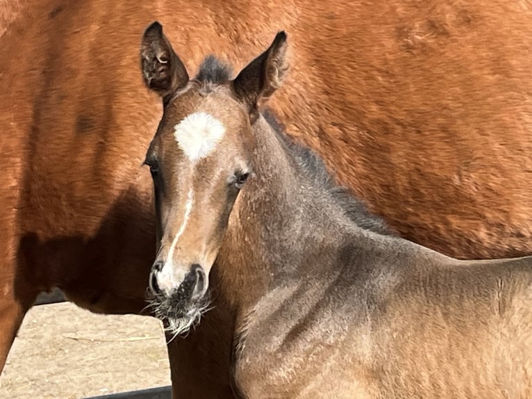 Hanoverian Stallion Foal (04/2025) Brown in Trittau