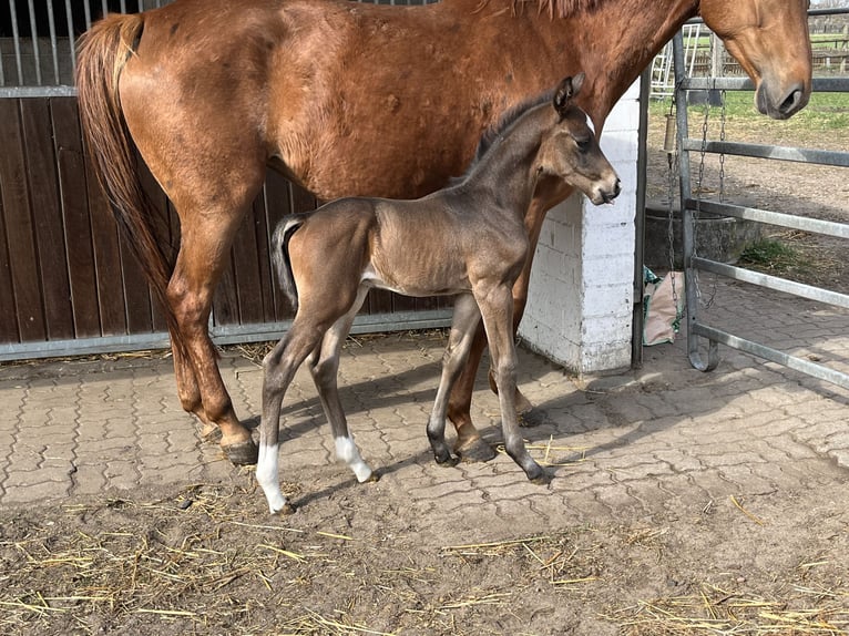 Hanoverian Stallion Foal (04/2025) Brown in Trittau