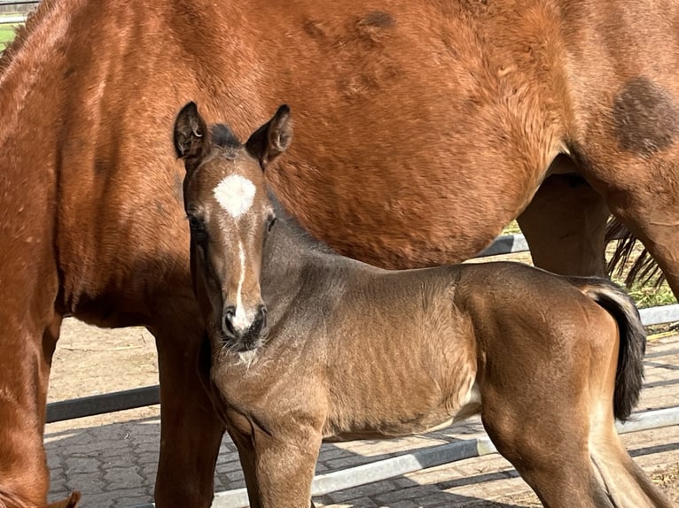 Hanoverian Stallion Foal (04/2025) Brown in Trittau