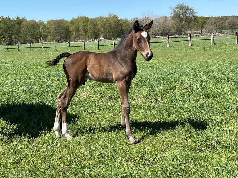Hanoverian Stallion Foal (04/2025) Brown in Trittau