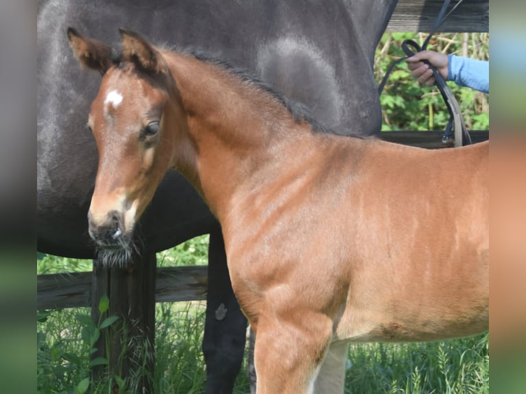 Hanoverian Stallion  Brown in Uetze
