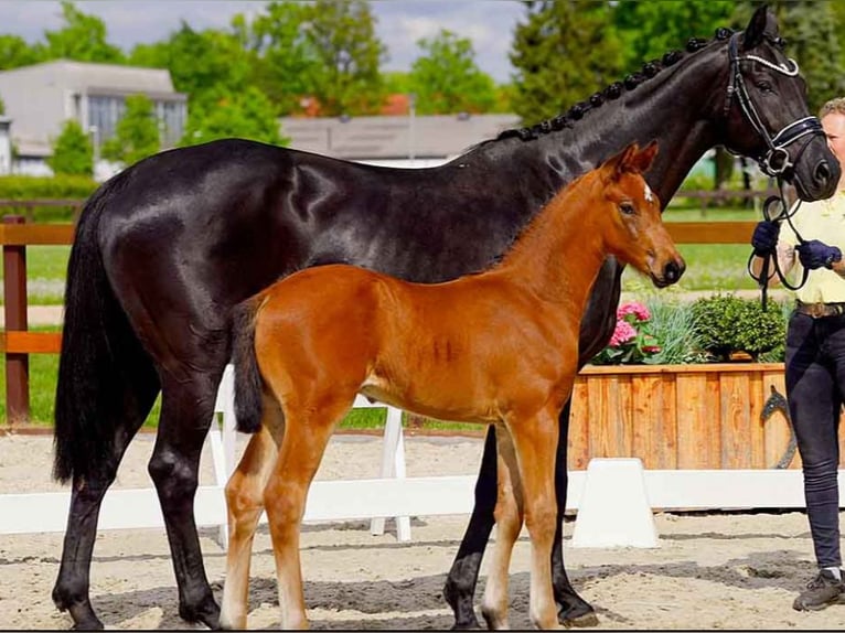 Hanoverian Stallion  Brown in Verden (Aller)
