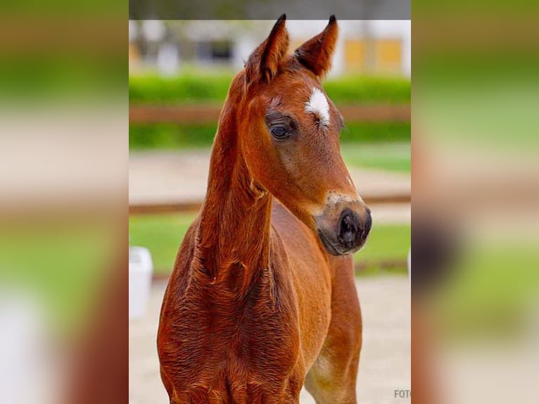 Hanoverian Stallion  Brown in Verden (Aller)