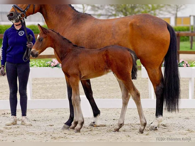 Hanoverian Stallion  Brown in Verden (Aller)