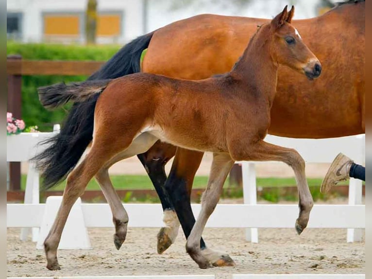 Hanoverian Stallion  Brown in Verden (Aller)