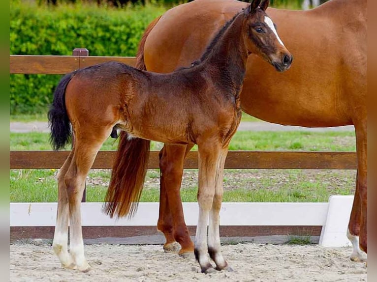 Hanoverian Stallion  Brown in Verden (Aller)