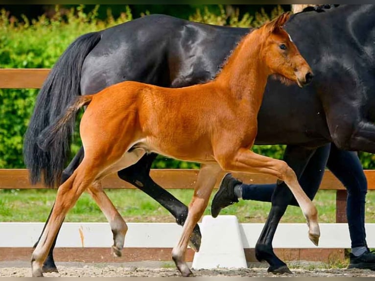 Hanoverian Stallion  Brown in Verden (Aller)