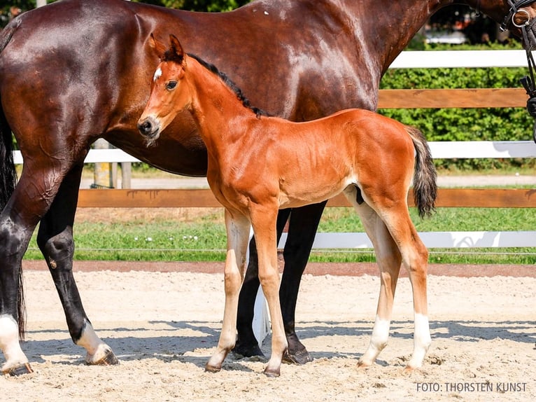 Hanoverian Stallion Foal (06/2026) Brown in Verden