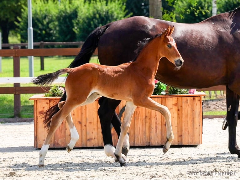 Hanoverian Stallion Foal (06/2026) Brown in Verden