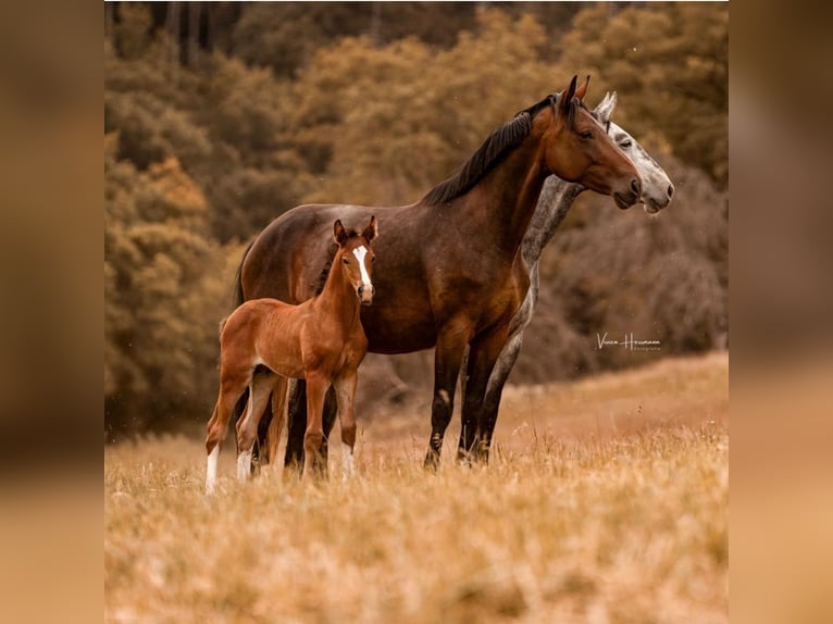 Hanoverian Stallion Foal (04/2025) Brown in Villmar-Aumenau