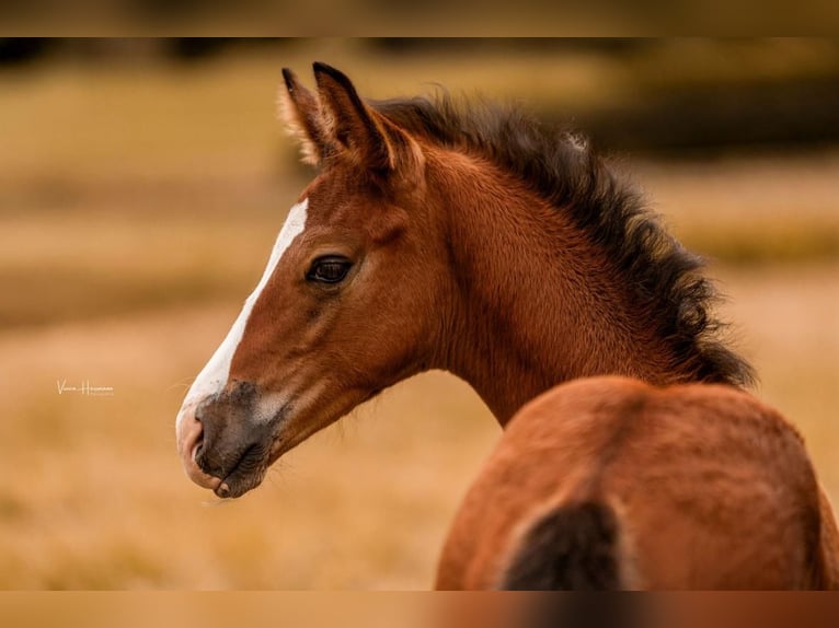 Hanoverian Stallion Foal (04/2025) Brown in Villmar-Aumenau
