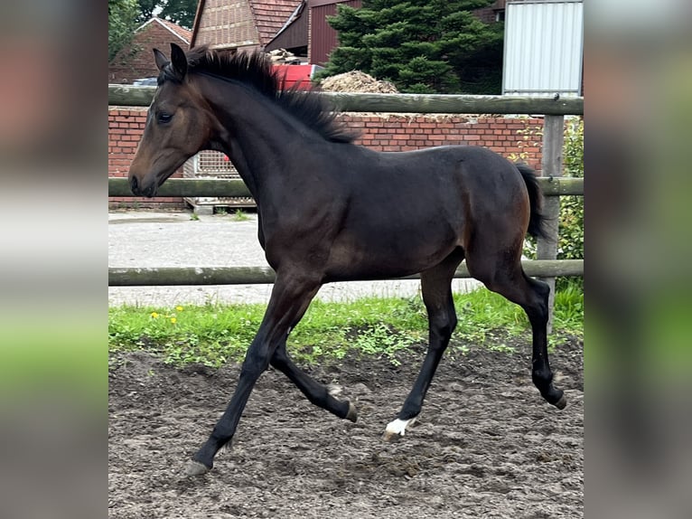 Hanoverian Stallion Foal (01/2024) Brown in Wagenfeld