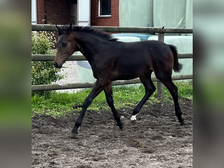 Hanoverian Stallion Foal (01/2024) Brown in Wagenfeld